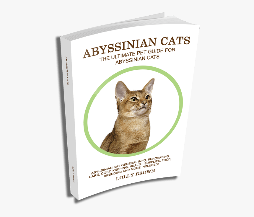 Abyssinian, HD Png Download, Free Download
