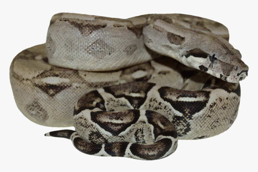 Burmese Python, HD Png Download, Free Download