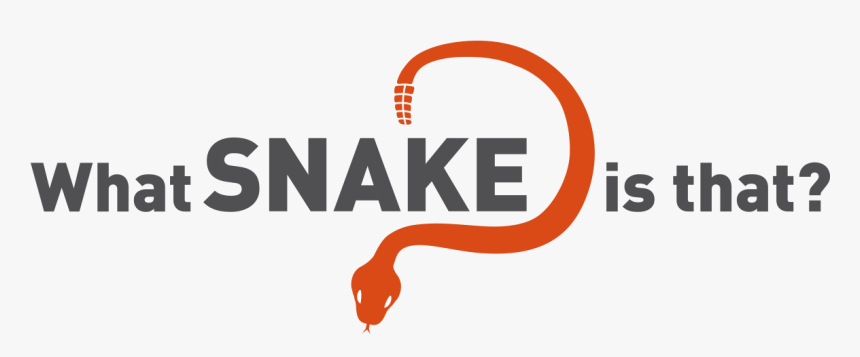 Whatsnakeisthat, HD Png Download, Free Download