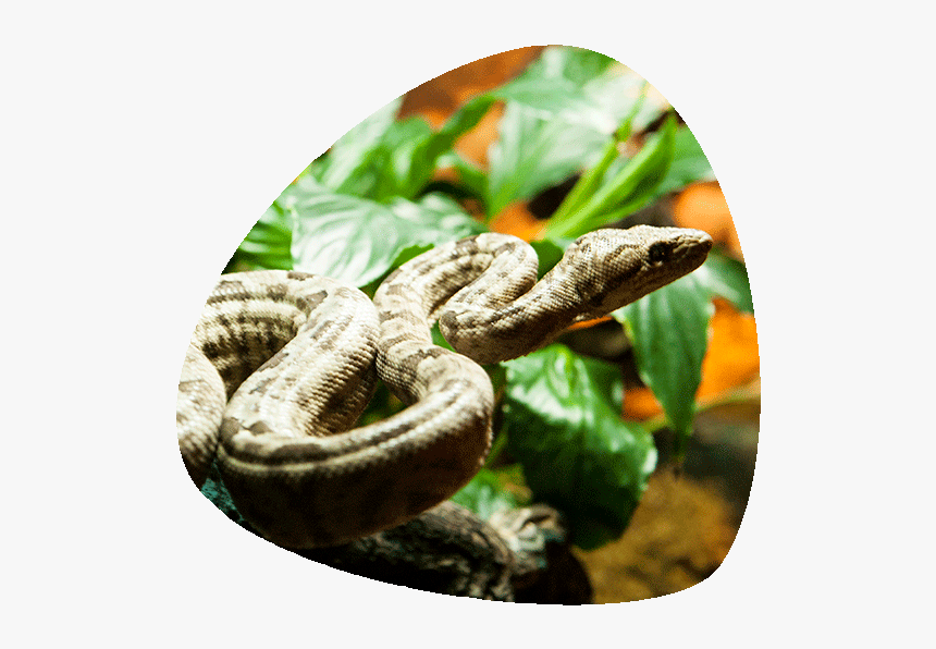 Boa Constrictor, HD Png Download, Free Download