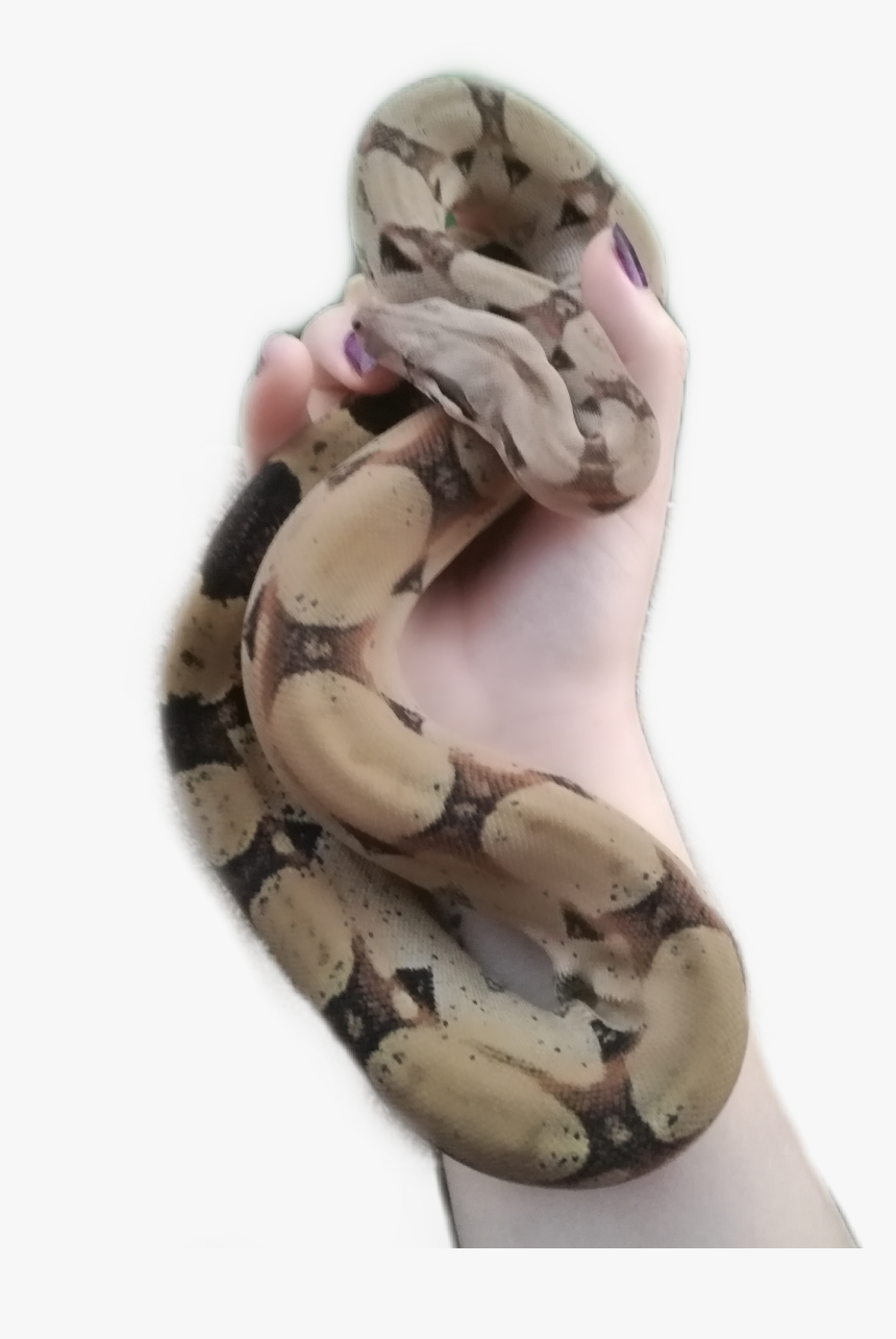 #sammy #boaconstrictor - Python, HD Png Download, Free Download