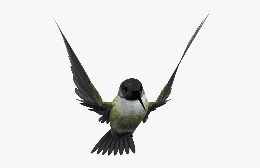 Hummingbird Flight Beak, HD Png Download, Free Download