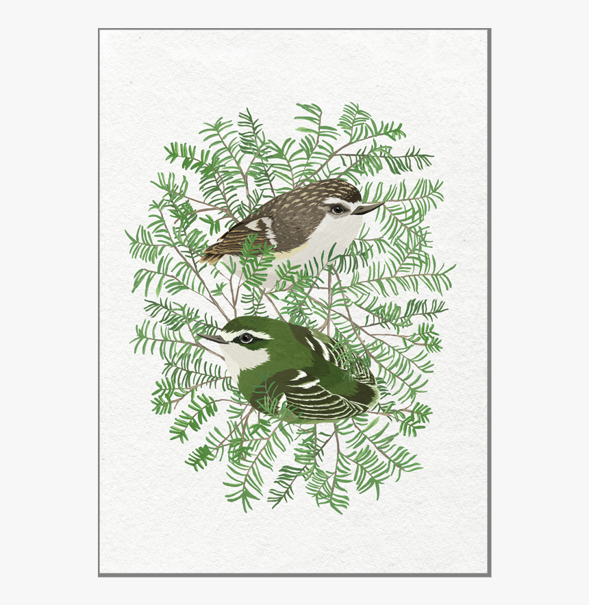 Rifleman In Miro Art Print A4"
 Class= - Loggerhead Shrike, HD Png Download, Free Download