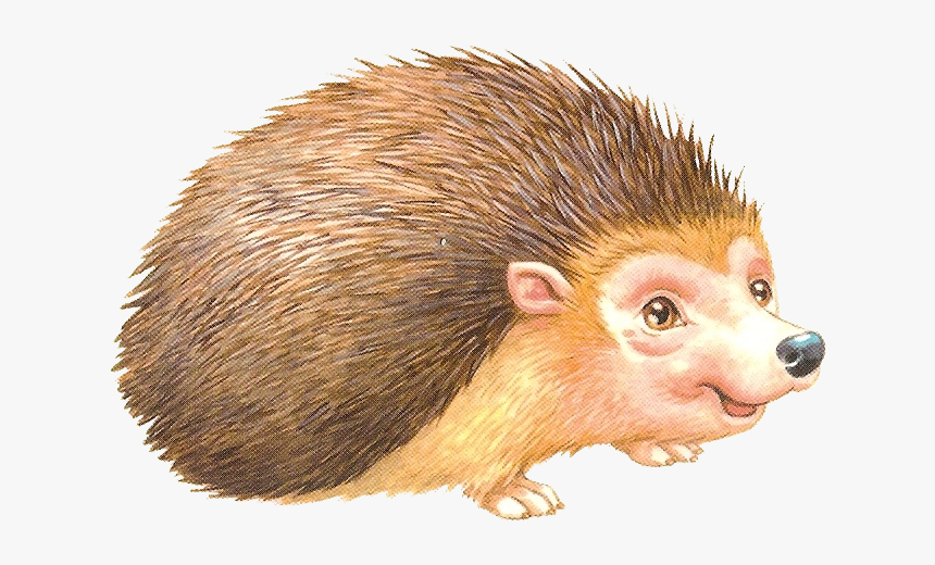 Porcupine Rodent European Domesticated Hedgehog Free - Ежик На Прозрачном Фоне, HD Png Download, Free Download