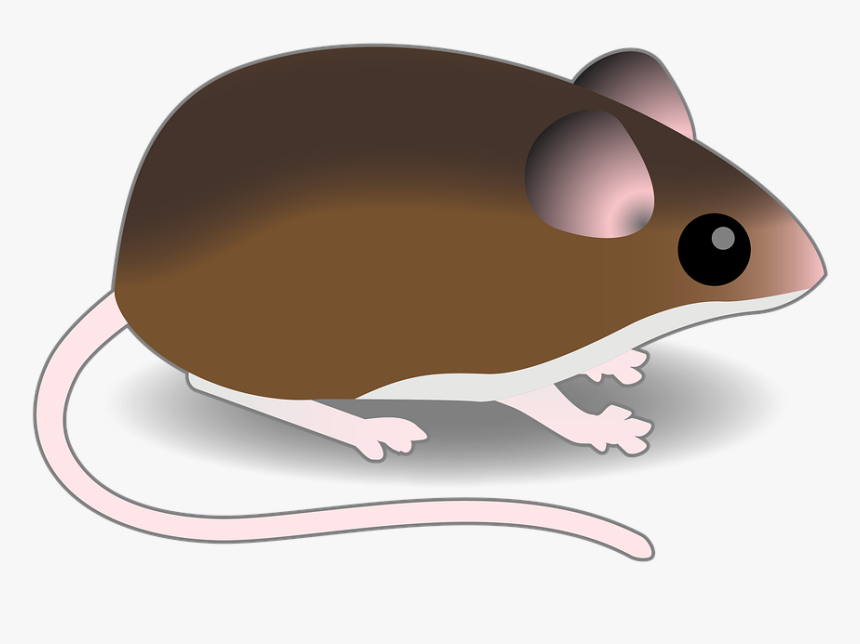 Mouse, HD Png Download, Free Download