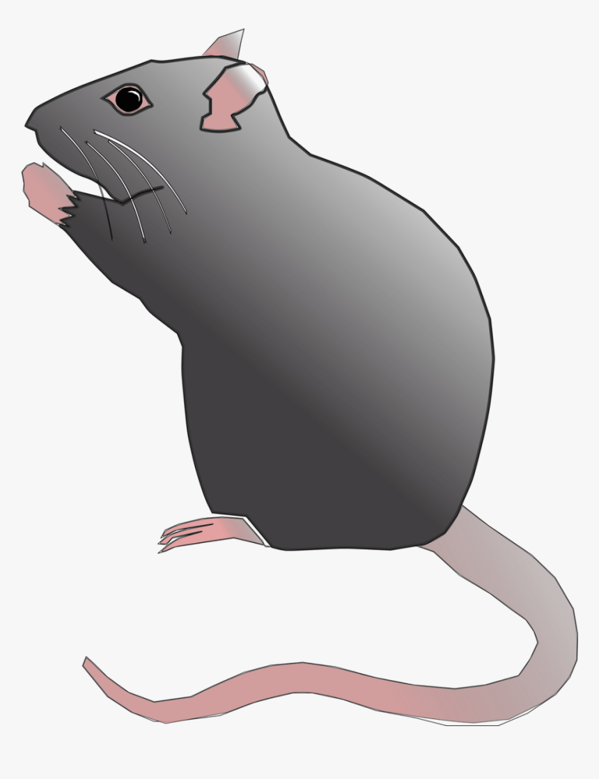 Cute Rat Clipart, HD Png Download, Free Download
