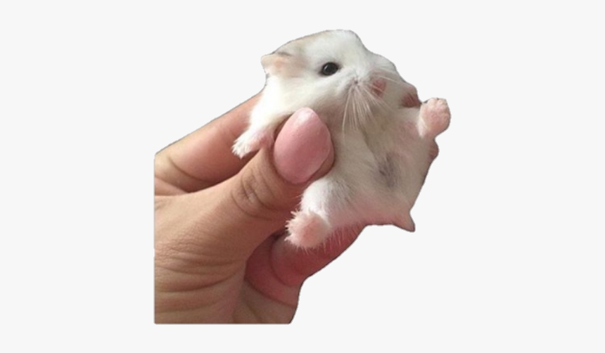 #cute #png #pngs #aesthetic #animal #rodent #hamster - Best Clean Memes Ever, Transparent Png, Free Download