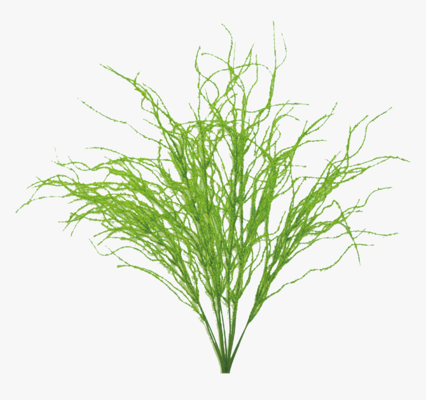 20 - Grass, HD Png Download, Free Download