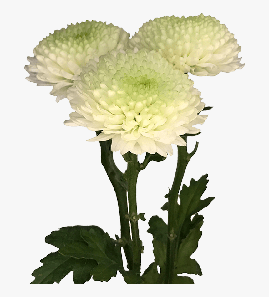 Chrysanths, HD Png Download, Free Download