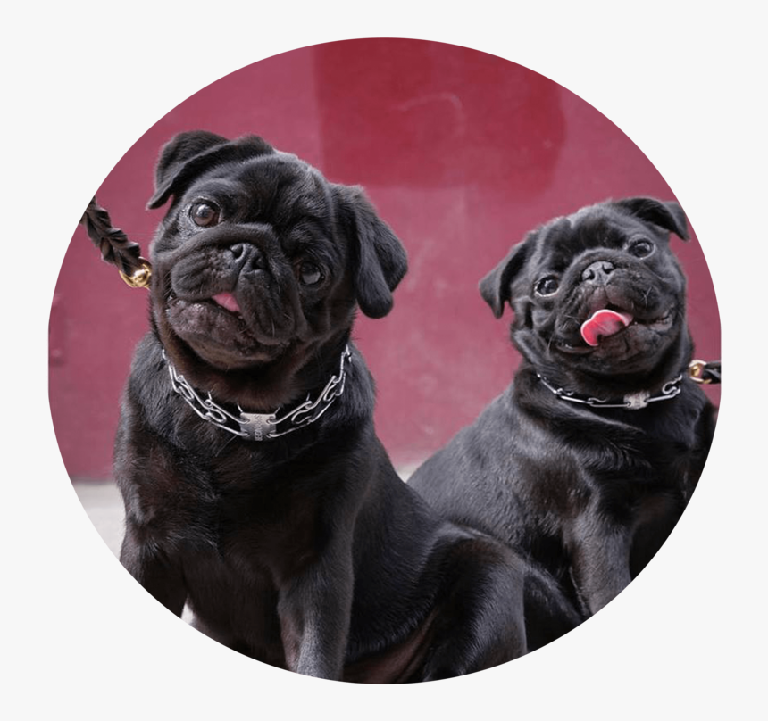 Pugs Png, Transparent Png, Free Download