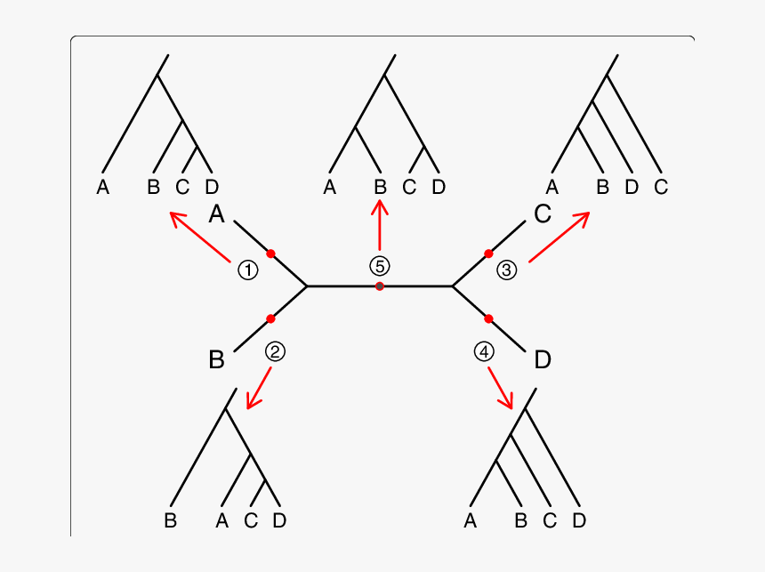 5 Species Unrooted Tree, HD Png Download, Free Download