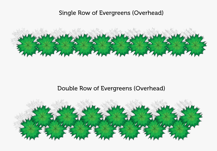 Privacy Screen Spacing - Double Staggered Row Hedge, HD Png Download, Free Download