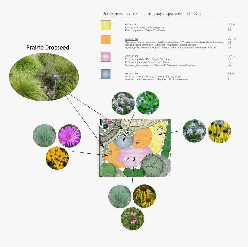 Transparent Tree Plan Png - Circle, Png Download, Free Download