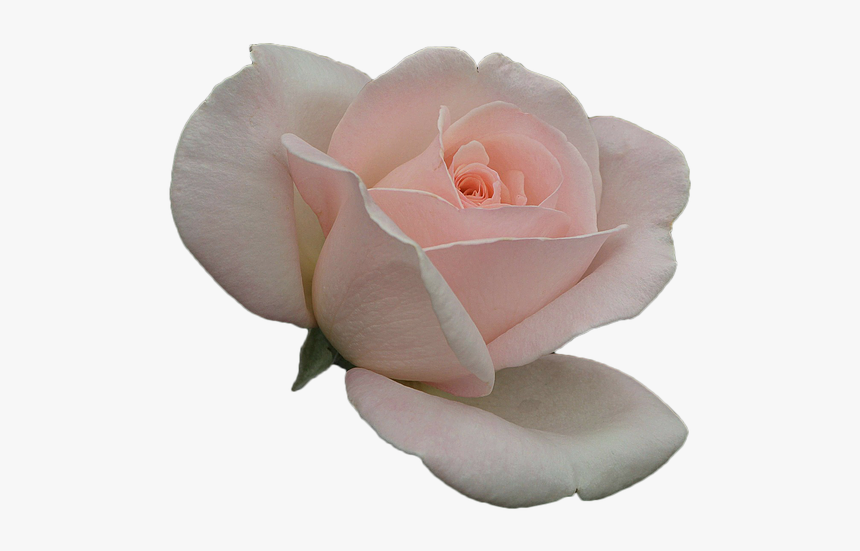 Rosa Flower Pink Petals Free Photo - Cor De Rosa Petalas Em Png, Transparent Png, Free Download