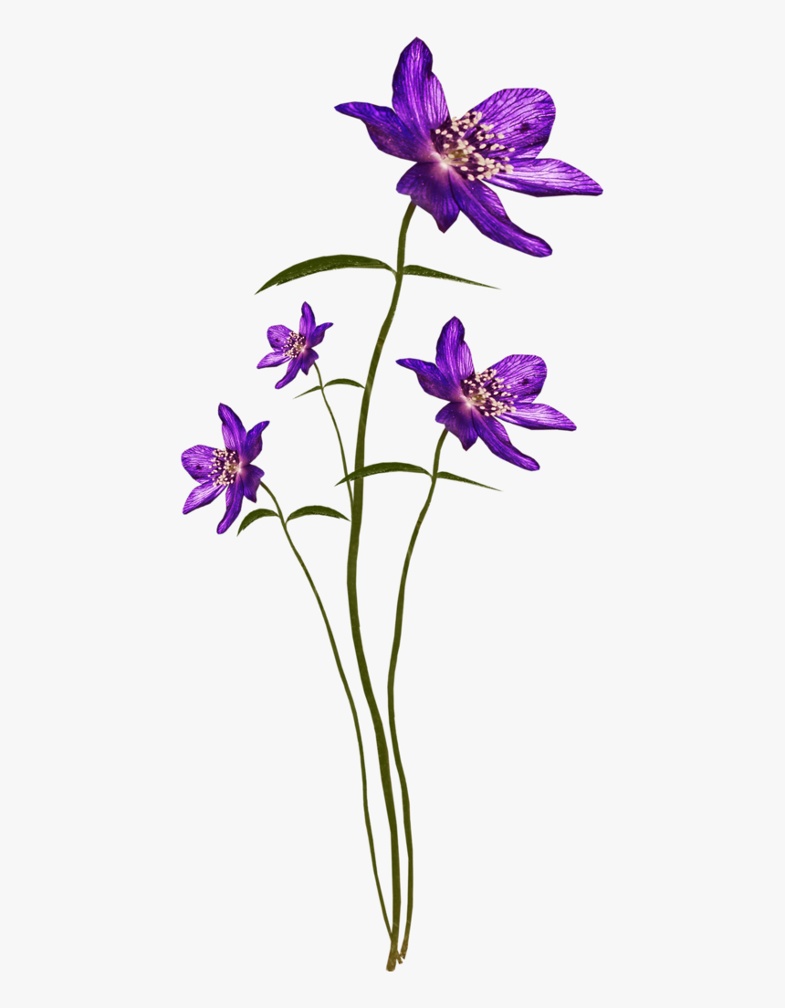 Bee Purplerain El144 - Lily Family, HD Png Download, Free Download