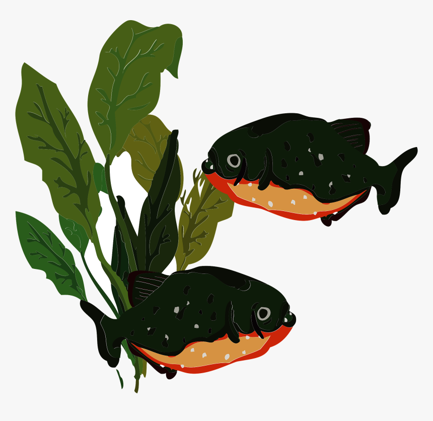 ピラニア, HD Png Download, Free Download