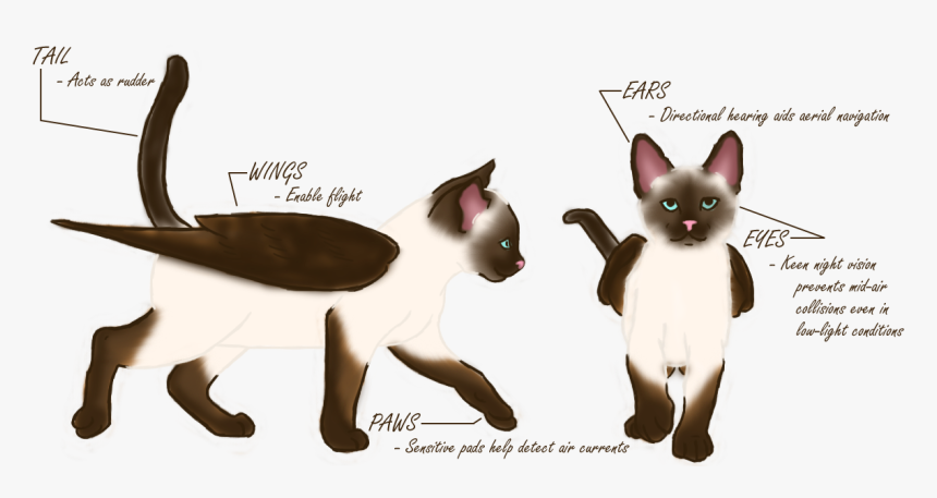 Ch02 Anatomy Test - Siamese, HD Png Download, Free Download