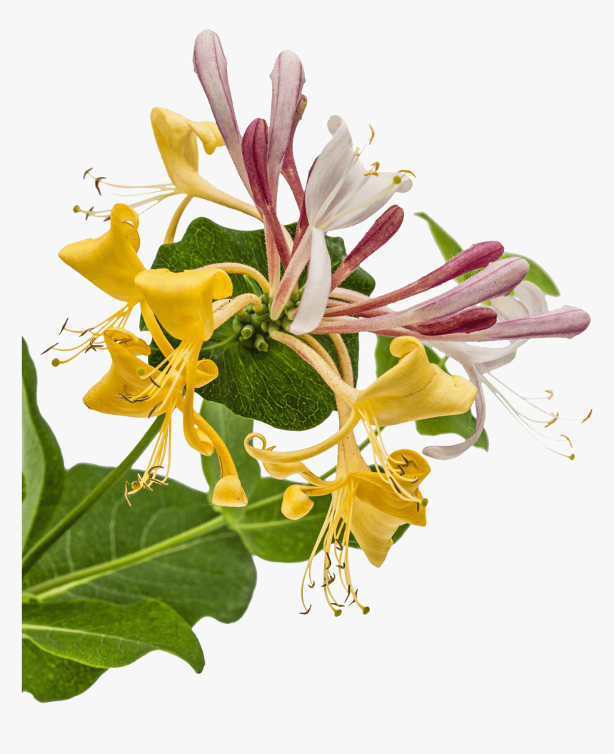 Honeysuckle, HD Png Download, Free Download