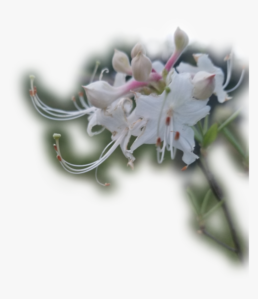 #honeysuckle #flower #♡☆, HD Png Download, Free Download