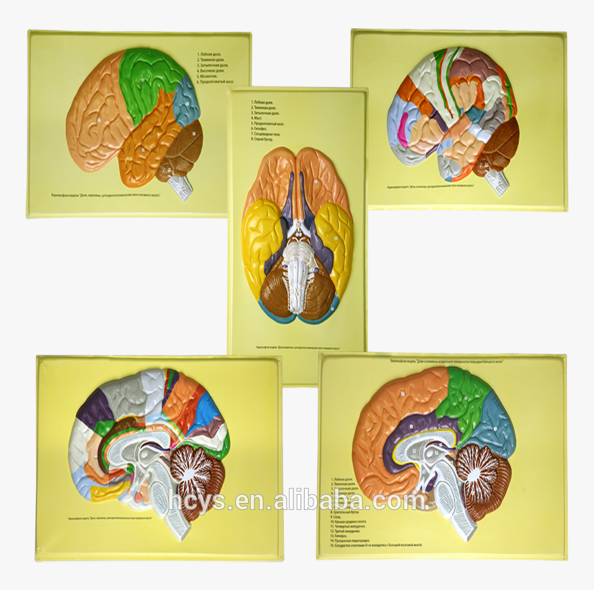 Biology Teaching Aids Anatomical Bas Relief Model Of - Brain Model, HD Png Download, Free Download
