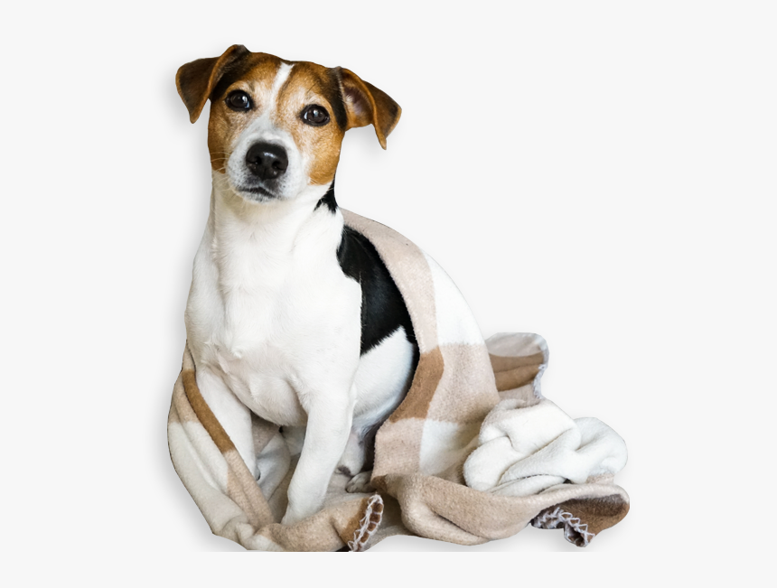 Russell Terrier, HD Png Download, Free Download