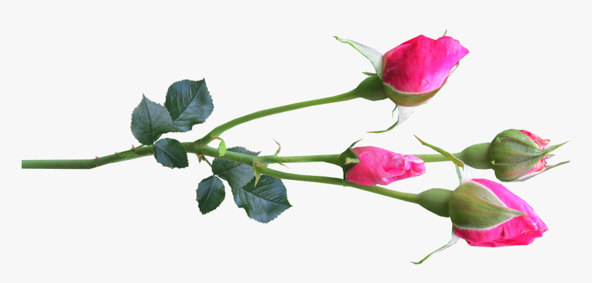 Rose Flower Buds Png, Transparent Png, Free Download