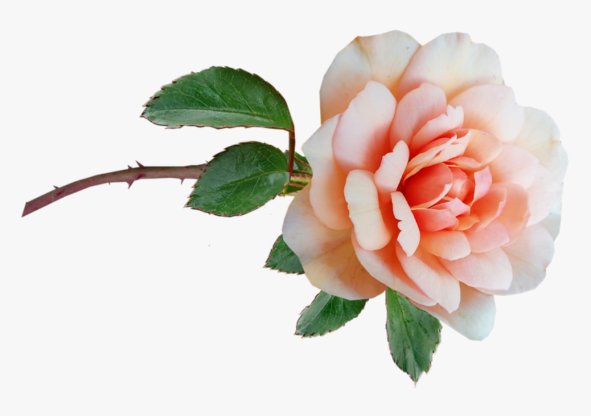 Garden Roses, HD Png Download, Free Download