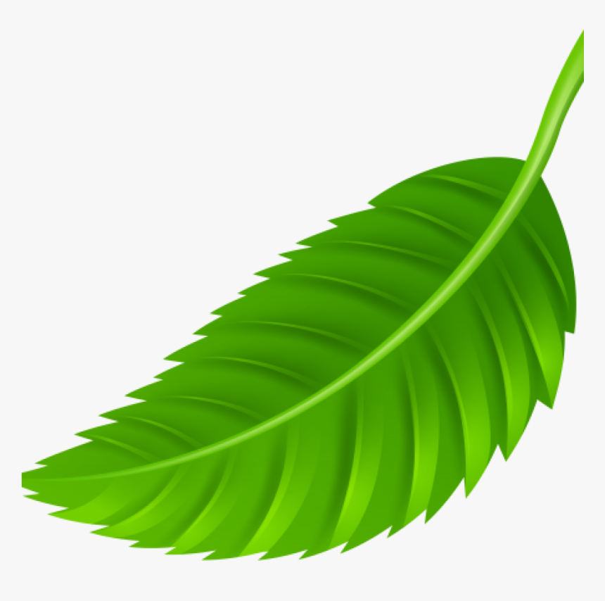 Leaf Images Clip Art Leaf Png Clip Art Best Web Clipart - 葉子 卡通, Transparent Png, Free Download