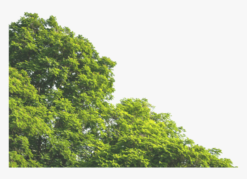 Transparent Background Trees Png, Png Download, Free Download