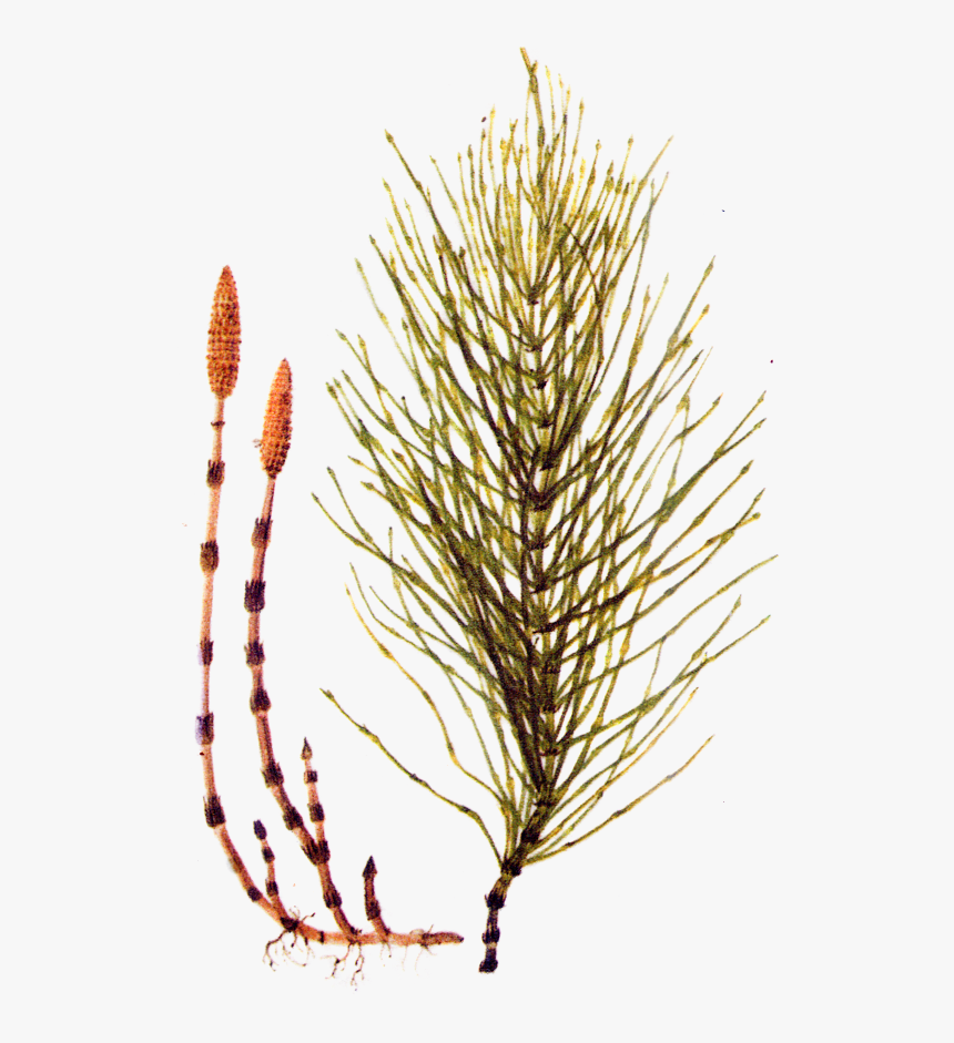 Equisetum Arvense, HD Png Download, Free Download