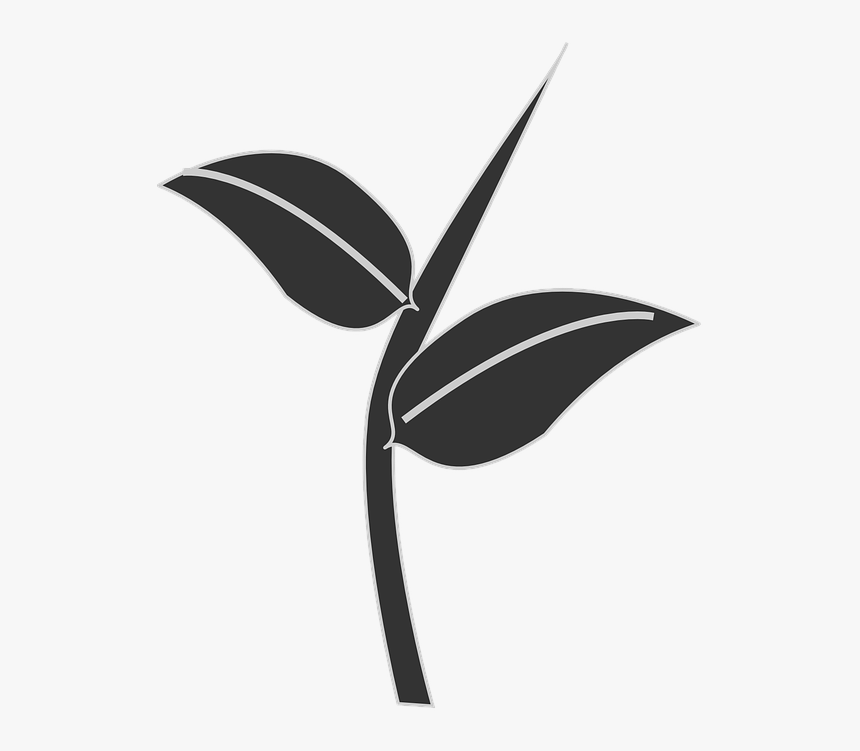 Thumb Image - Plant Silhouette Png, Transparent Png, Free Download