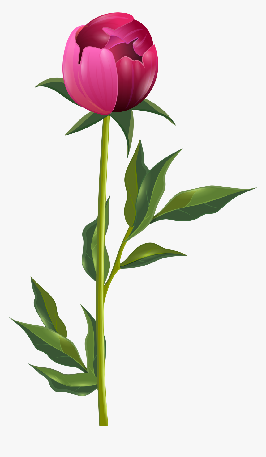 Peony Png Clip Art Imageu200b Gallery Yopriceville - Peony Stem Png, Transparent Png, Free Download