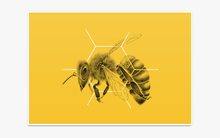 Poster Abelha Hexágono De Lu Bastosna - Honeybee, HD Png Download, Free Download