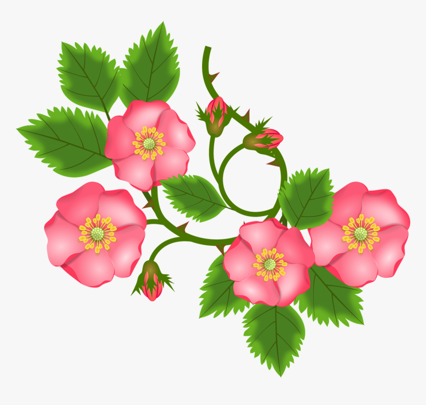 Rose Tendril Bush Rose Entwine Free Photo - Bunga Png, Transparent Png, Free Download