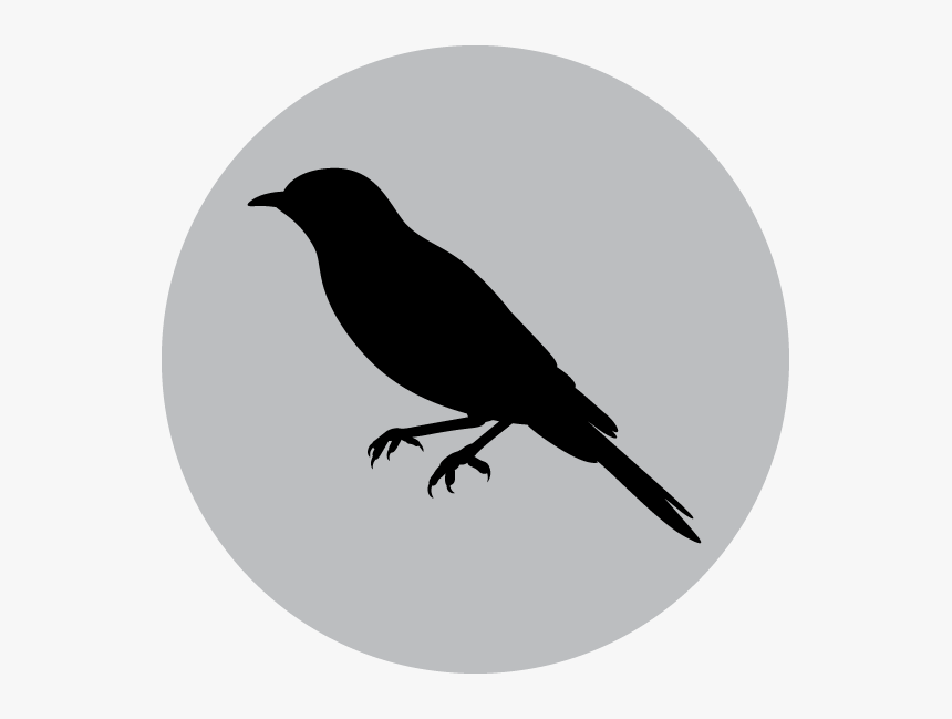 Crow, HD Png Download, Free Download