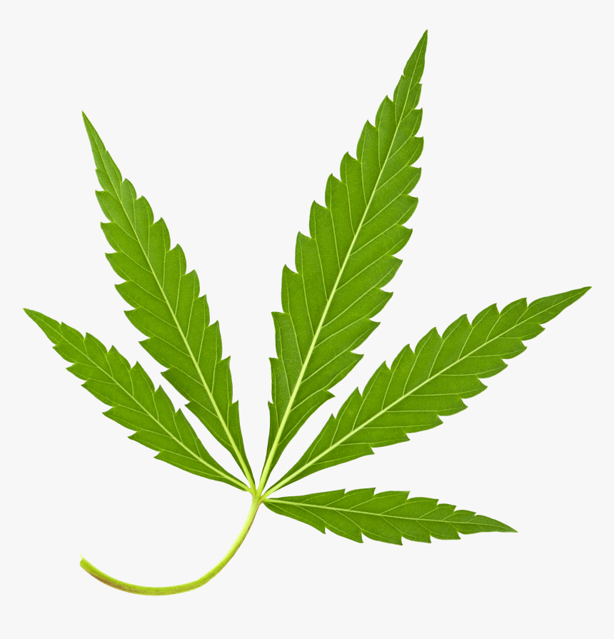 Hemp Meaning In Punjabi, HD Png Download, Free Download