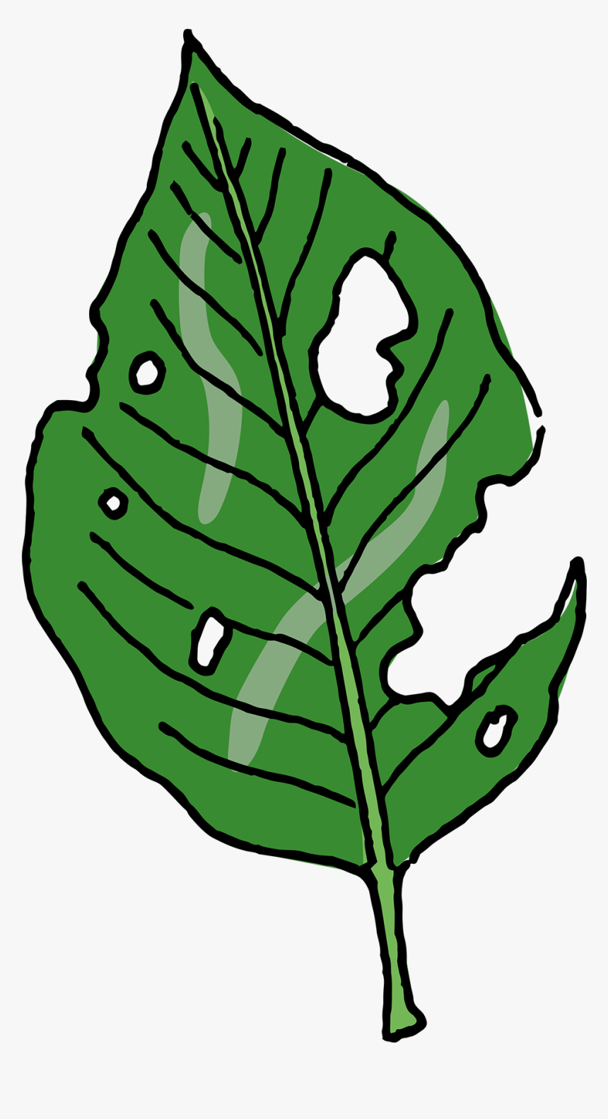 Slugs Leave Ragged Holes In Leaves, HD Png Download, Free Download