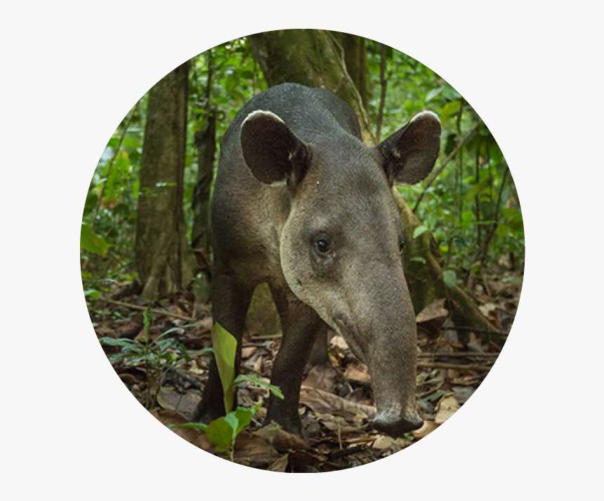 Tapir - Tapir Costa Rica, HD Png Download, Free Download