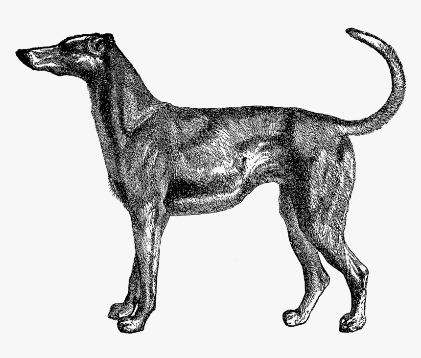 And, The Third Dog Image Is Of A Greyhound - Dog Old Illustration, HD Png Download, Free Download