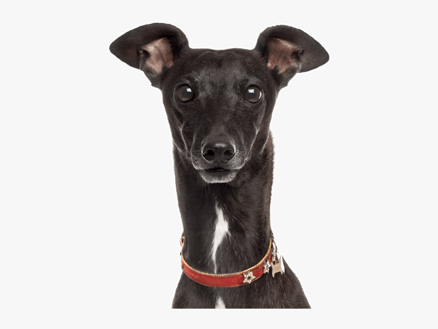 Italian Greyhound Whippet, HD Png Download, Free Download