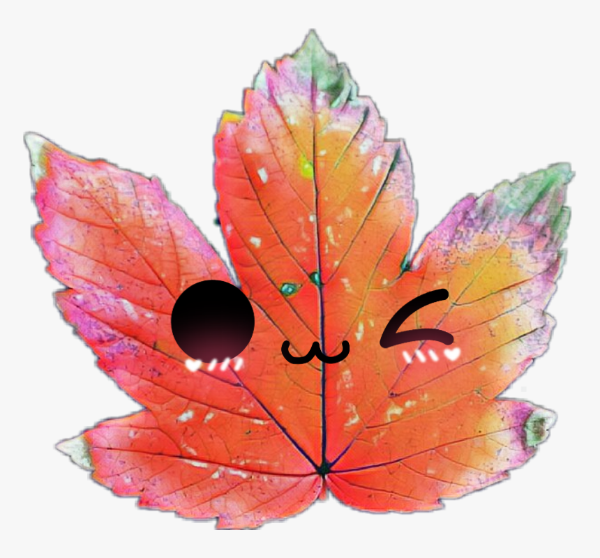 3 Lindo - Maple Leaf, HD Png Download, Free Download