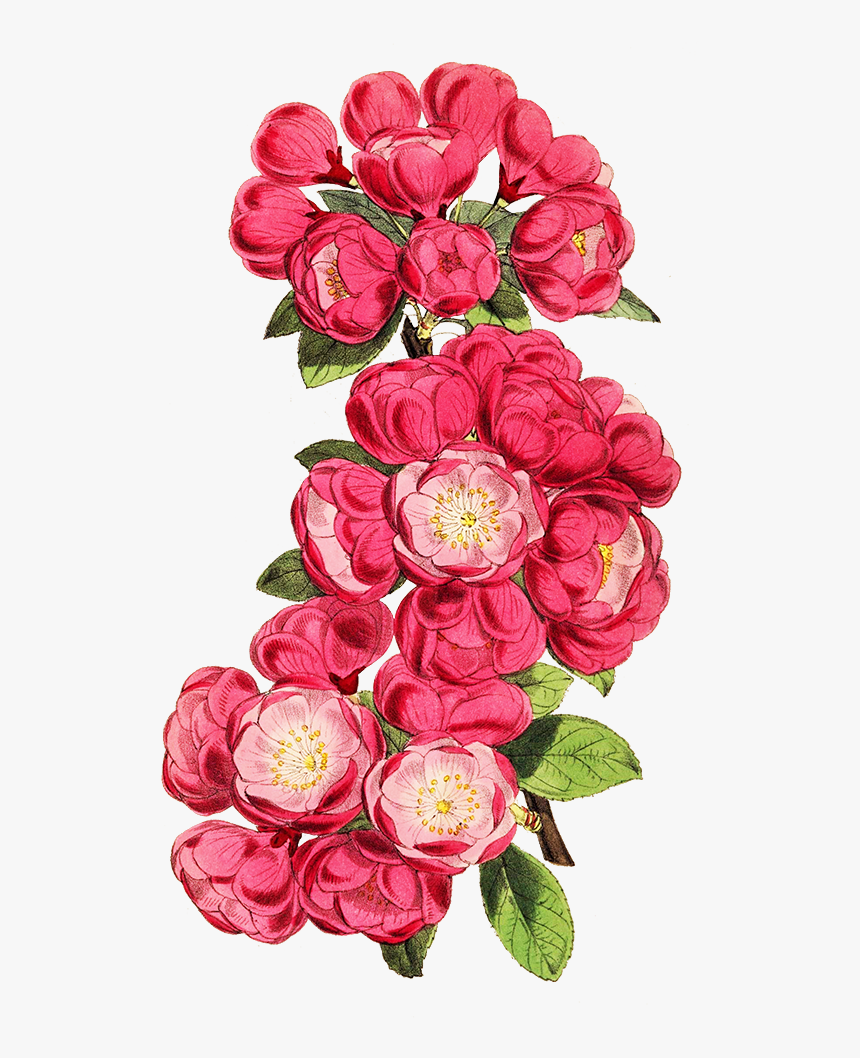 Apple Blossoms On Branch Cut-out - Garden Roses, HD Png Download, Free Download