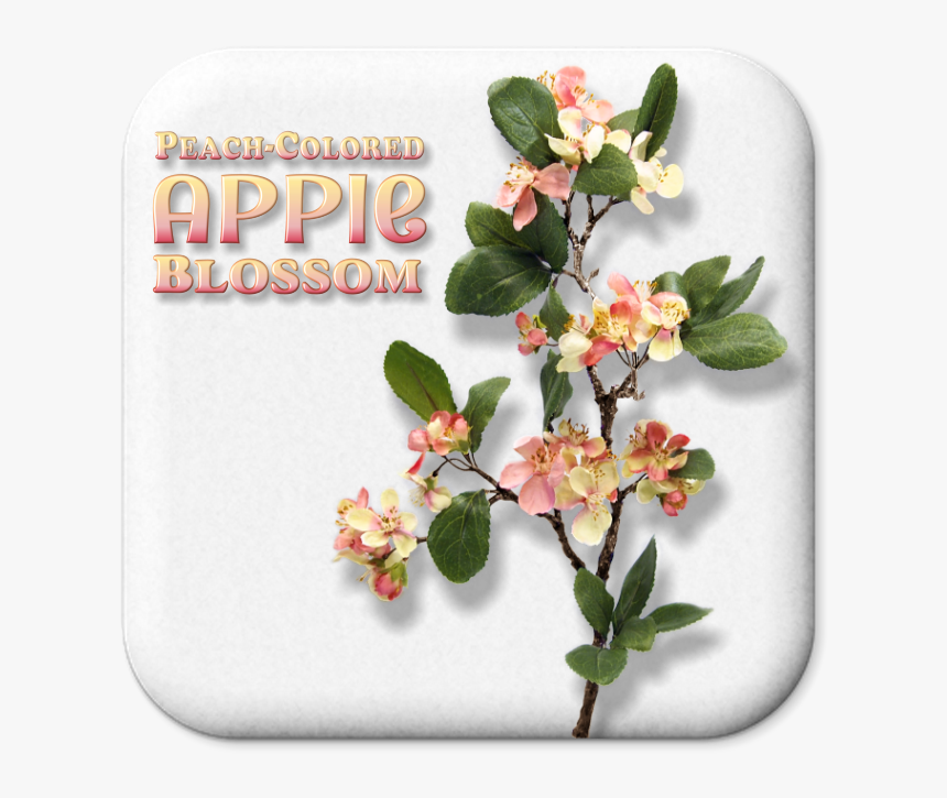 Lantana, HD Png Download, Free Download