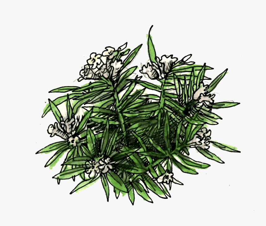 Nerium Oleander Illustration - Pond Pine, HD Png Download, Free Download