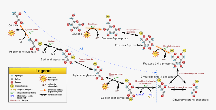 Metabolic Reactions, HD Png Download, Free Download