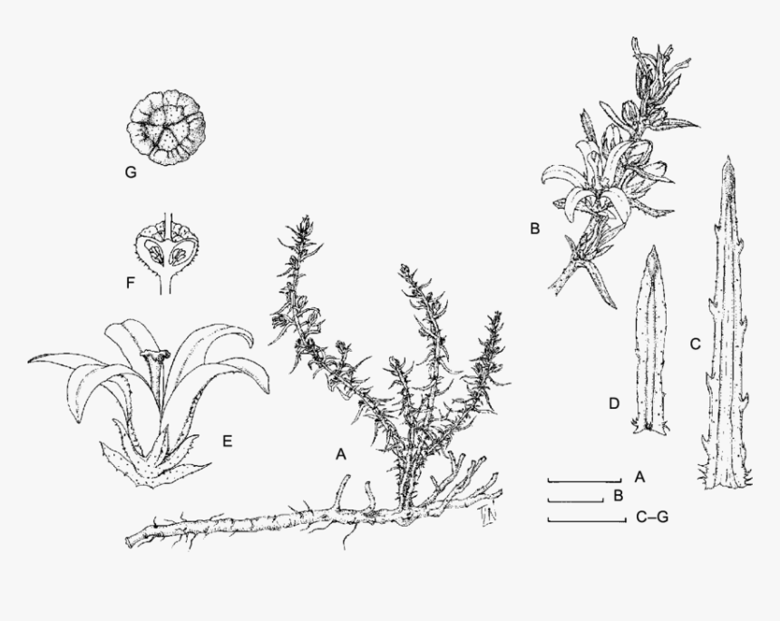 Drawing, HD Png Download, Free Download