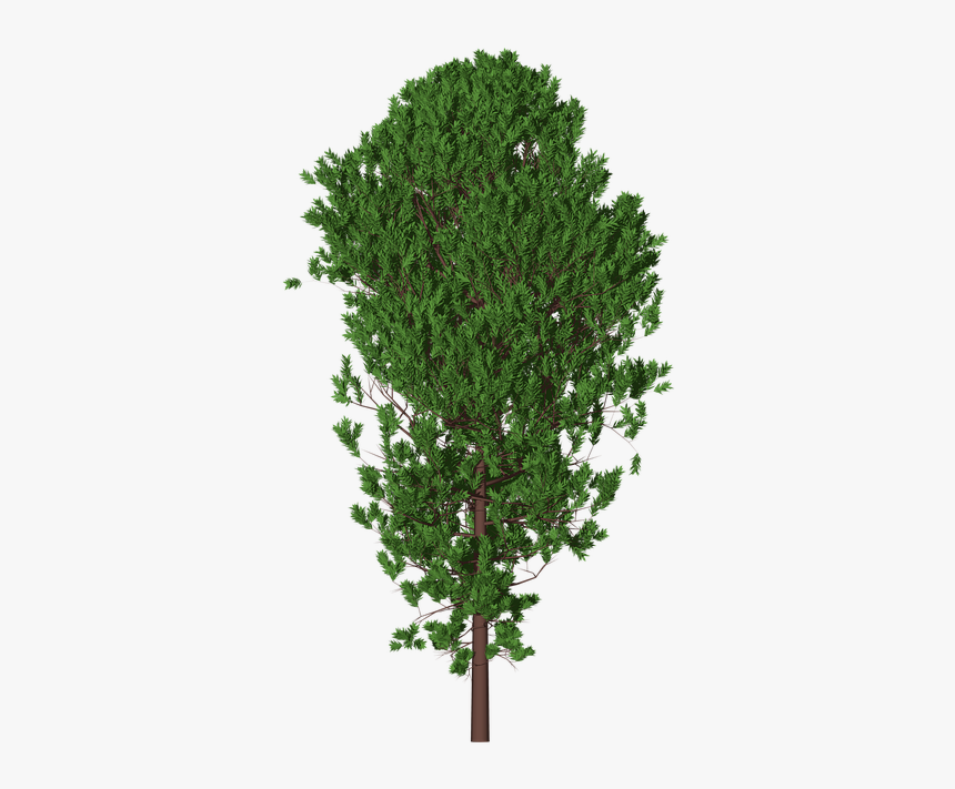 Tree, HD Png Download, Free Download