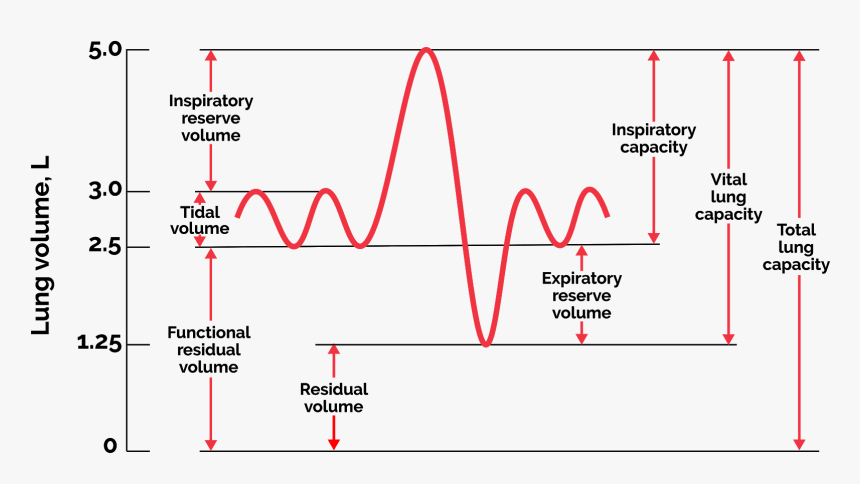 Vital Capacity, HD Png Download, Free Download