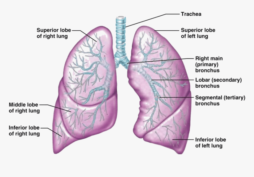 Image Showing Human Lungs - Human Lungs, HD Png Download, Free Download