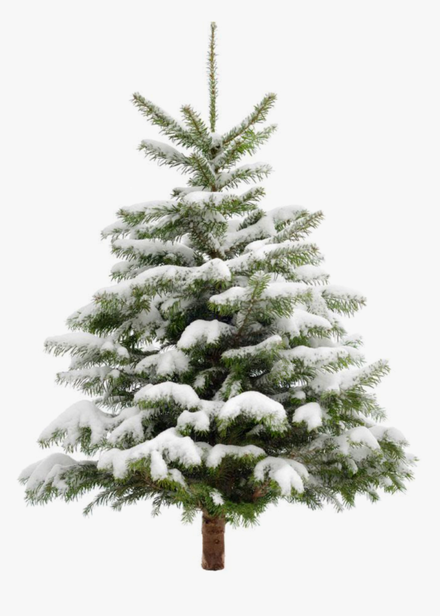 #arvoredenatal #arvore #pinheiro #tree #planta #neve - Snow Christmas Tree Png, Transparent Png, Free Download